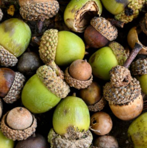 Acorns