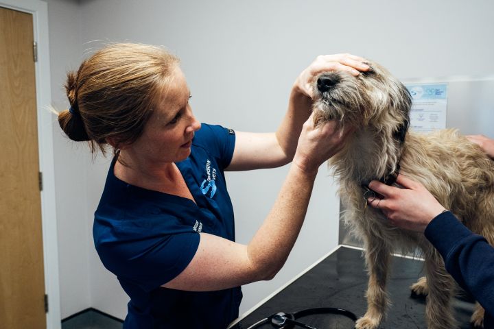 pets - Health Plan