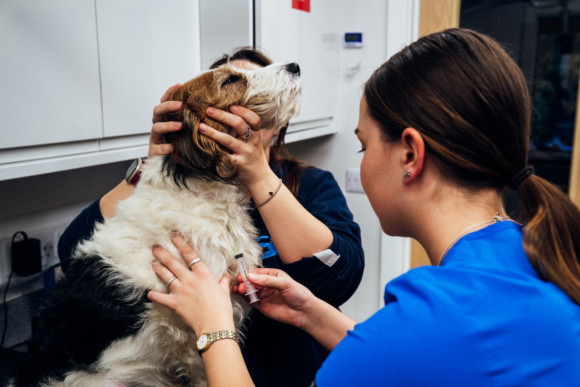 Selworthy Vets